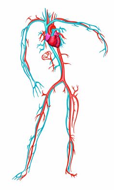 a drawing of the human body with blood vessels running through it's upper and lower limbs