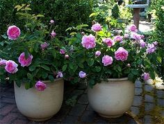 three large potted plants with pink flowers