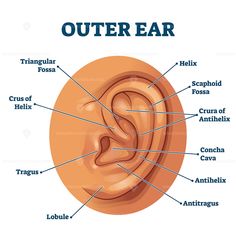 the outer ear and its parts labeled in english words on a white background with text below