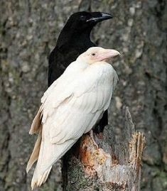 two black and white birds sitting on top of a tree stump