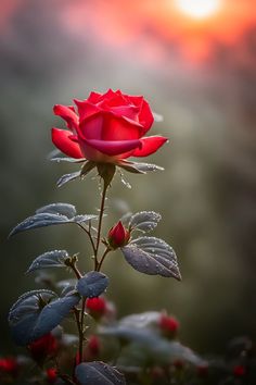 a single red rose with water droplets on it's petals in front of the sun