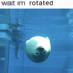 a seal swimming in the water with caption that reads, i don't know what they are doing