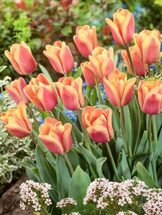 orange and yellow tulips blooming in a garden