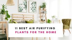 the best air purifying plants for the home are in this photo, and there is