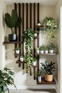 some plants are sitting on shelves in a room