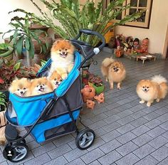 three pomeranian puppies are sitting in a stroller with their owner's dogs