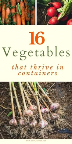 the cover of 16 vegetables that have been harvested in containers, including carrots and radishes