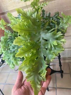 a person holding up some green plants in their hand on a tile flooring area