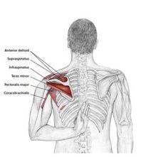 an image of the back of a man with muscles highlighted in red and labeled bones