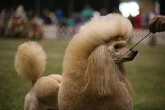 a poodle being groomed by its owner at a dog show in the evening