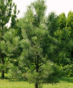 a small pine tree in the middle of a field