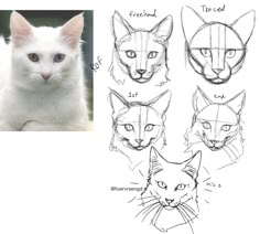 the cat's face is shown in three different angles and has been drawn to look like