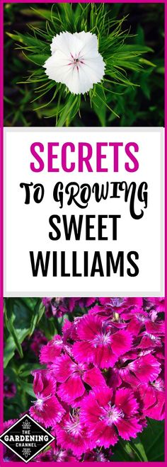 pink and white flowers with the words secrets to growing sweet williams on it's side