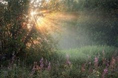 the sun is shining through the trees and bushes