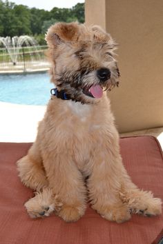 a small brown dog sitting on top of a red chair next to a pool and fountain