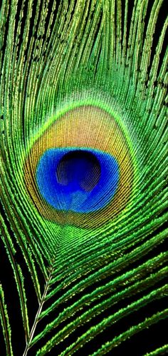 an image of a peacock feather with it's tail feathers are green and blue