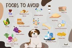 a dog is sitting in front of a poster that says foods to avoid dogs from eating