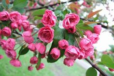 pink flowers are blooming on a tree branch