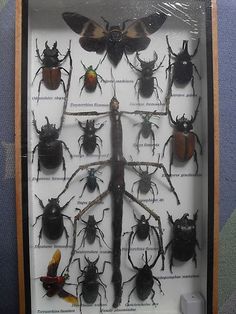 a display case with many different bugs in it