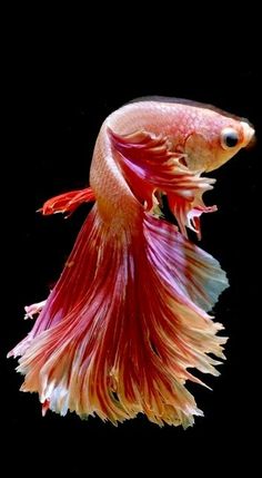 a red and white siamese fish with its tail curled back in the dark water