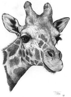 a drawing of a giraffe's head is shown in the screen shot