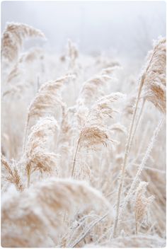 some very pretty white plants with snow on it's tops and stems in the foreground