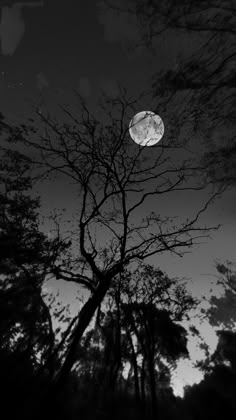 a full moon is seen through the branches of a tree in black and white photo