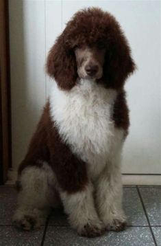 a brown and white dog sitting on top of a tile floor