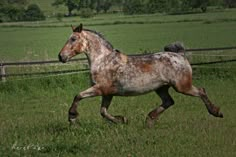 a brown and white horse running through a field