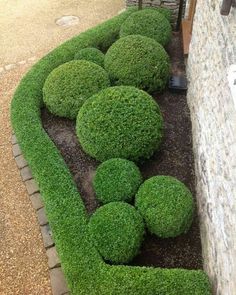 a small garden with green plants in the middle