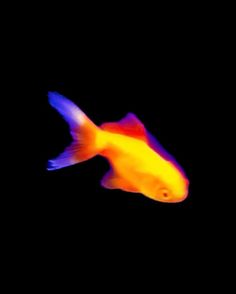 an orange and yellow fish swimming in the dark water with its head turned to the side