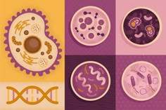 four different types of animal and plant cells on separate plates with one being an eggplant, the other is germs