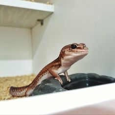 a small gecko sitting on top of a rock next to a shelf filled with other items