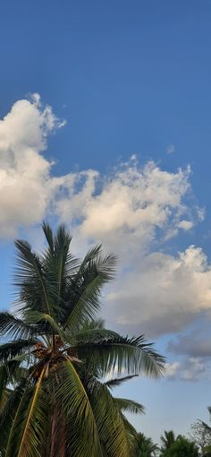 a palm tree with clouds in the background