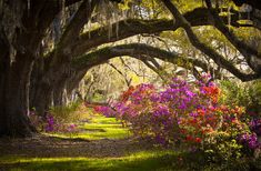 an old live oak tree with spanish moss hanging from it's branches and pink flowers in the foreground