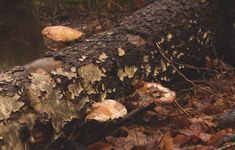 a tree that has been cut down in the middle of some leaves and fallen trees