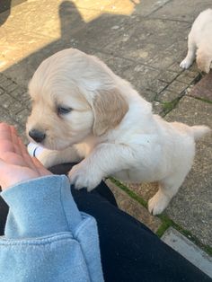 a small white puppy chewing on a person's hand while sitting on the ground