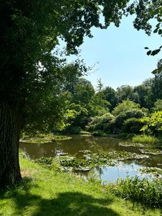 a pond surrounded by lush green grass and trees