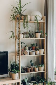 a wooden shelf filled with potted plants next to a tv