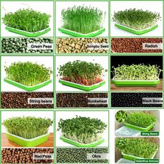 various types of plants that are growing from seed