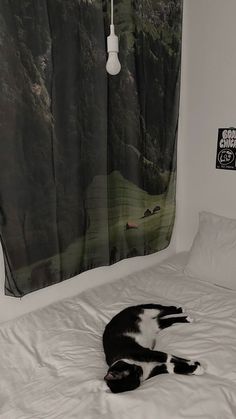 a black and white cat laying on top of a bed