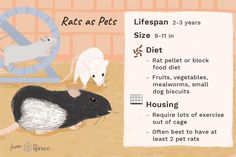 a poster with an image of a rat and two mice