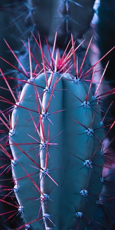 a cactus with pink spikes on it's head