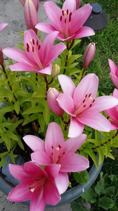 pink flowers in a pot on the ground