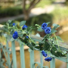 blue roses growing on the top of a green fence with water in the back ground