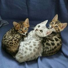 three kittens cuddle together on a blue blanket