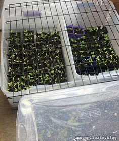 two plastic containers filled with green plants on top of a table