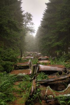 a forest filled with lots of trees covered in raindrops and fallen down logs