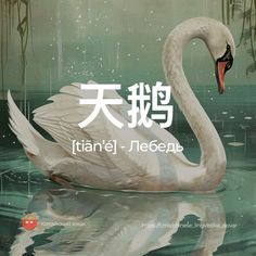 a white swan floating on top of a body of water with chinese writing in the background