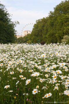 a field full of white and yellow daisies in front of the eiffel tower